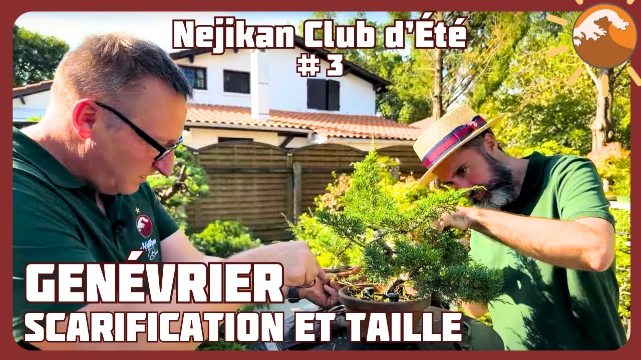 SCARIFICATION et TAILLE du GENÉVRIER - Épisode 3- Préparer la mise en forme 🌼 NEJIKAN CLUB ESTIVAL 🌼