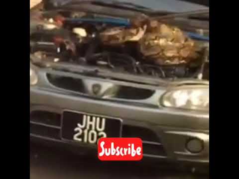 snake in car engine