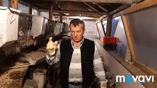 видео: Кролики-это не только мех и мясо,но и удобрение. картинка: Кролики-это не только мех и мясо,но и удобрение.