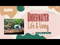 Underwater life  living  stress free  msair