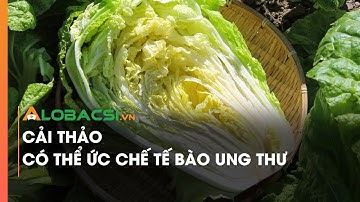 Cải thảo có thể ức chế tế bào ung thư