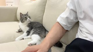 うんちした直後に「くさっ」て言われた猫の反応がかわいすぎたw