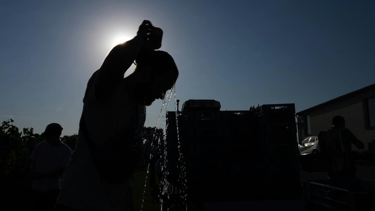 Summer heat forces morning grape harvests in Bordeaux | AFP
