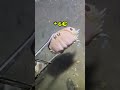 session pèche du jour !! grosse prise manquées a la fin… #pêche #animaux #nature #mer #ocean
