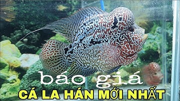 BÁO GIÁ CÁ LA HÁN MỚI NHẤT. @CakiengVn