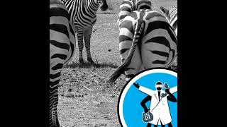 Are zebras black with white stripes? @NakedScientists