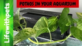 Using a Pothos plant in your aquarium. The Pothos plant can be found in most garden centers and also stores like Home Depot and 