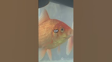 Goldfish memory myth debunked!