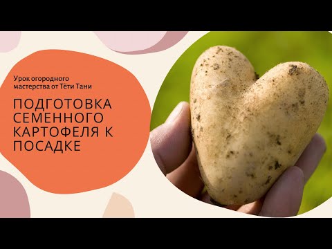 776. Подготовка семенного картофеля к посадке...