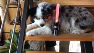 Dog Meets Bb8 Part 1