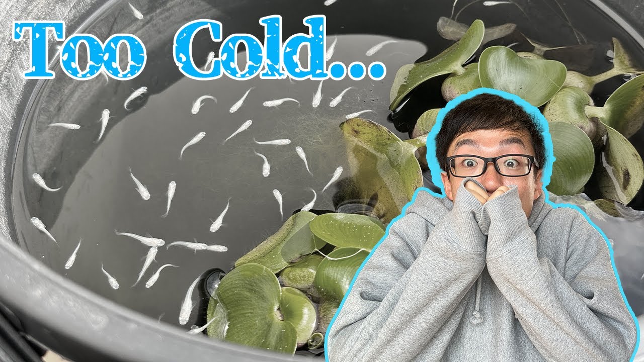 Насколько морозоустойчива медака? Полное руководство по зимнему уходу за японской рисовой рыбкой