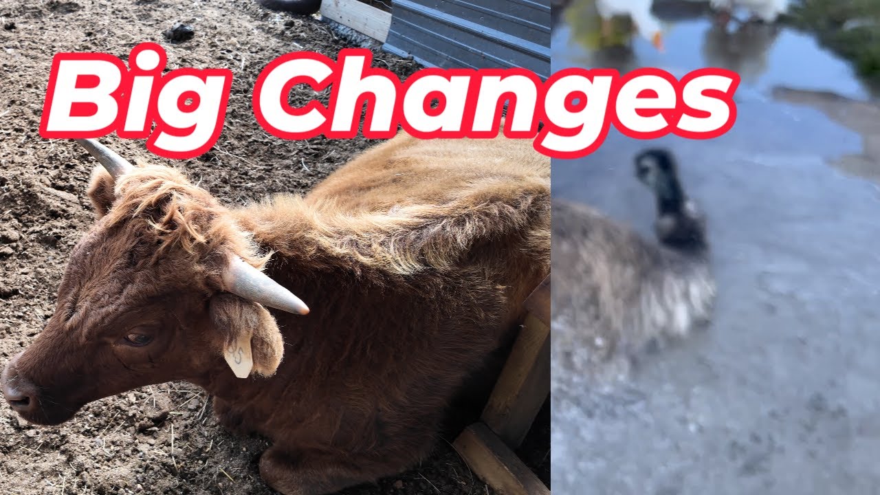 How To Wash Your Emu and Big Changes Coming To The Barn