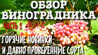 ОБЗОР ВИНОГРАДНИКА 2021. УЛЬТРА,СВЕРХРАННИЕ СОРТА. НОВЕЙШИЕ СОРТА И ДАВНО ПРОВЕРЕННЫЕ. С ТАЙМ-КОДАМИ