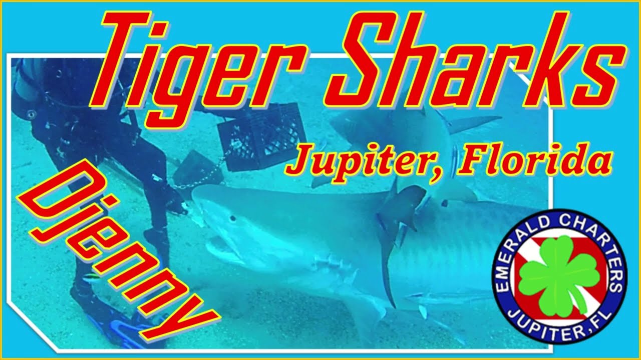 Tiger Shark Diving : Emerald Charters - Jupiter, Florida | Scuba with Tiger Shark Djenny!