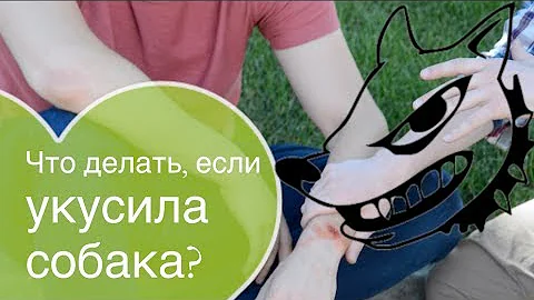Что делать, если укусила собака?