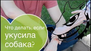 Что делать, если укусила собака? Что делать, если укусила собака?