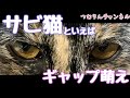 サビ猫のギャップ萌えをご紹介！ 一見怖く見えるこの顔で甘えん坊　 性格が良くて美人が多いですよ　Tortoiseshell cat looks cool but sweet