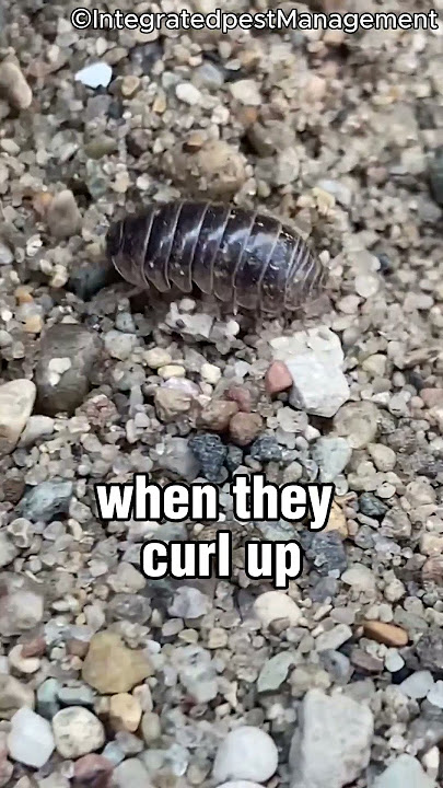 Why Pill Bugs Are More Amazing Than You Think! |#pillbug | #bug |@Natures-N-Notebook