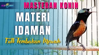 MASTERAN KONIN FULL ISIAN TEMBAKAN MEWAH - KOLIBRI NINJA FULL MATERI PILIHAN