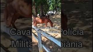 Cavalos usados em projetos para crianças especiais