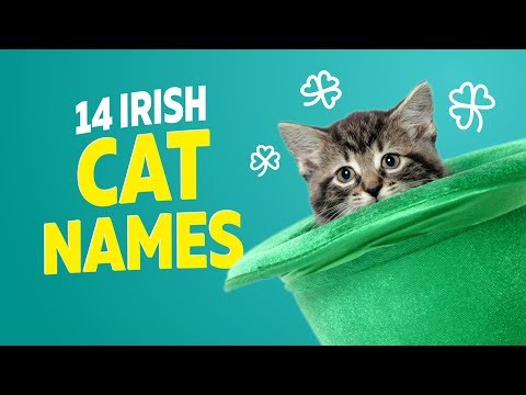 14-irish-cat-names