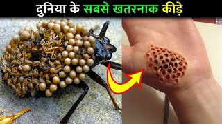 दुनिया के 10 सबसे खतरनाक कीड़े | Most Uncommon Insects Around the World