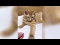 飼い主のマネをする器用な猫　#shorts