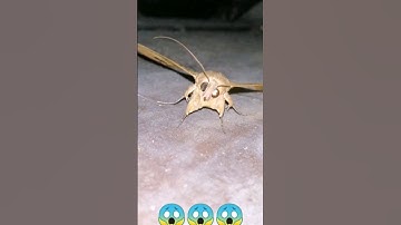 Butterfly is Angry Moment | But is Beutiful #butterfly