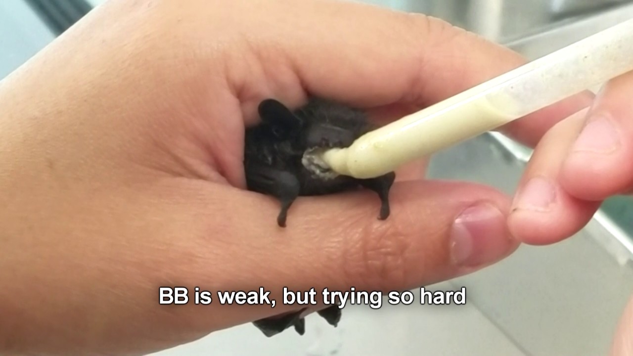 BB a rescued evening bat