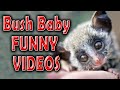 Best of Funny, Adorable and Cute Bushbaby Compilation 2020 | Latest Bush Baby Videos 2020