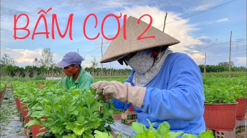 BẤM CƠI 2 CHO HOA CÚC PHA LÊ | HƯỚNG DẪN TRỒNG HOA CÚC