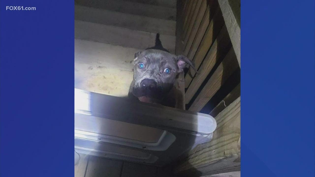 East Haven woman charged with animal abuse after emaciated puppy found ...