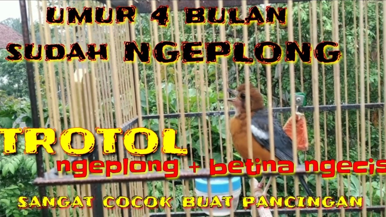 anis merah trotol umur 4 bulan belajar ngeplong sangat cocok buat pancingan