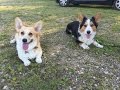 Mika And Olly Pt 2 / Mika The Corgi Mika And Olly Pt 2 / Mika The Corgi