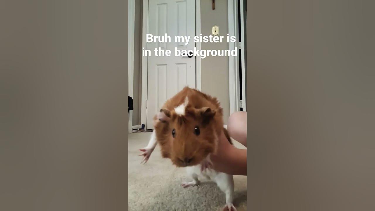 fly Guinea pig YouTube