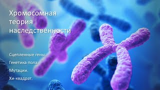картинка: Хромосомная теория наследственности - ГЕНЕТИКА (часть 2)