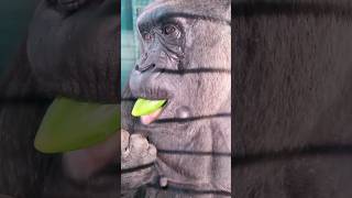 Watch This Lovely Lady Enjoying Her Cucumber! #Gorilla #Asmr #Mukbang #Eating