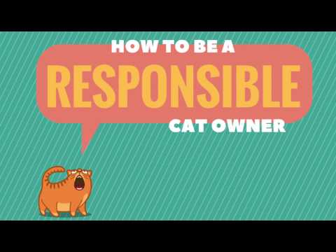 CWS x Education - Being the best owner you can be to your cat!
