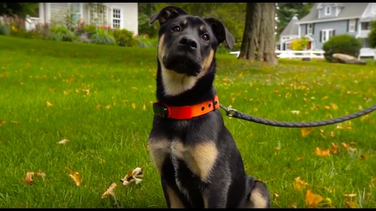 What You Need To Know About Nuzzle Youtube