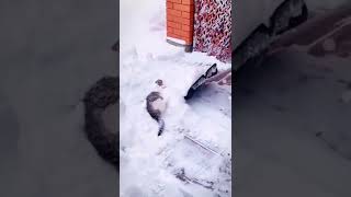 Их первый снег ❄❄❄