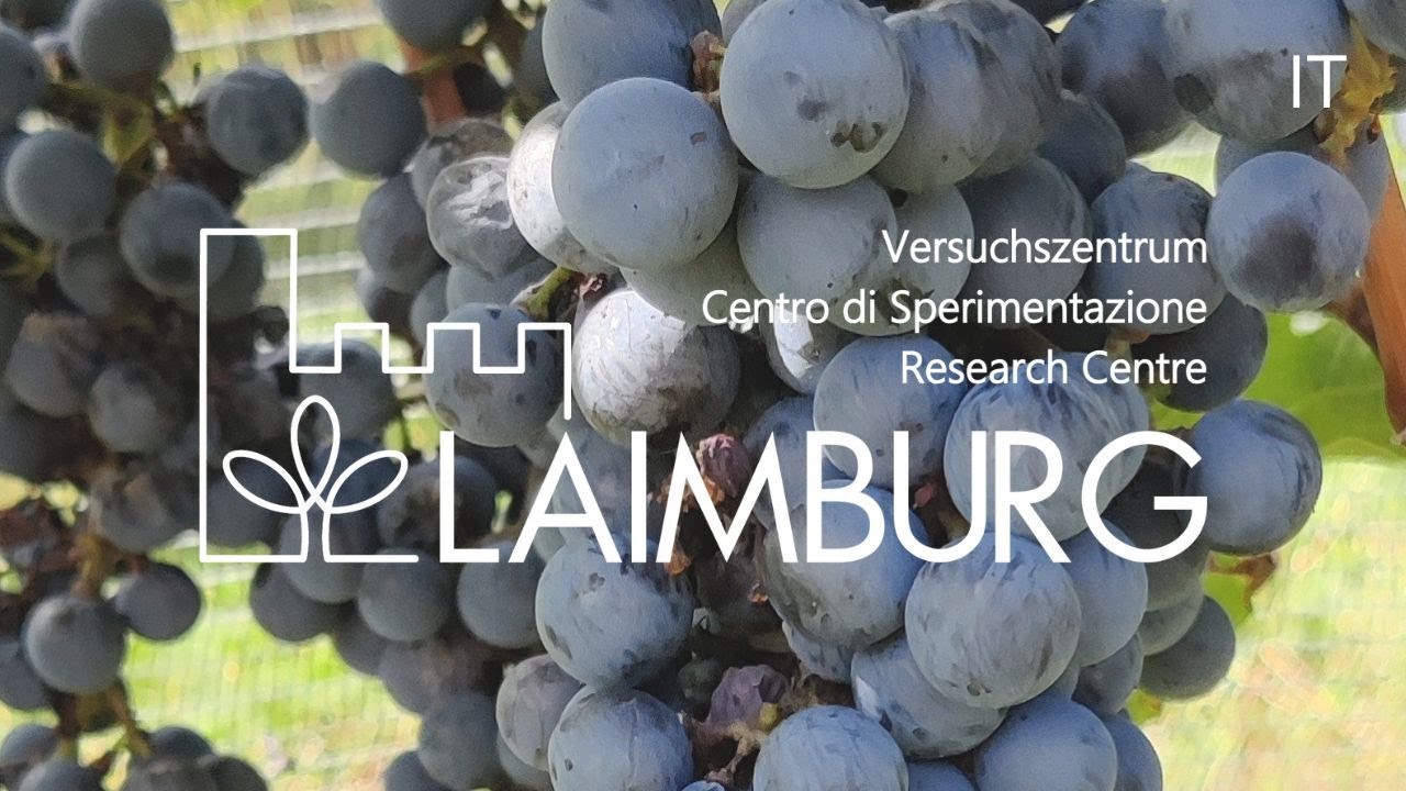 Campus | Ricerca vitigni e vini PIWI