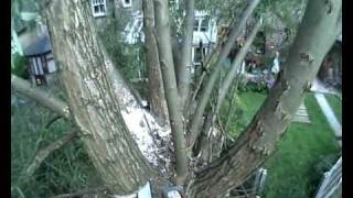 Willow tree Crane removal part 1