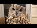 フクロウ大好き 【Cute owls 】 がライブ配信中！