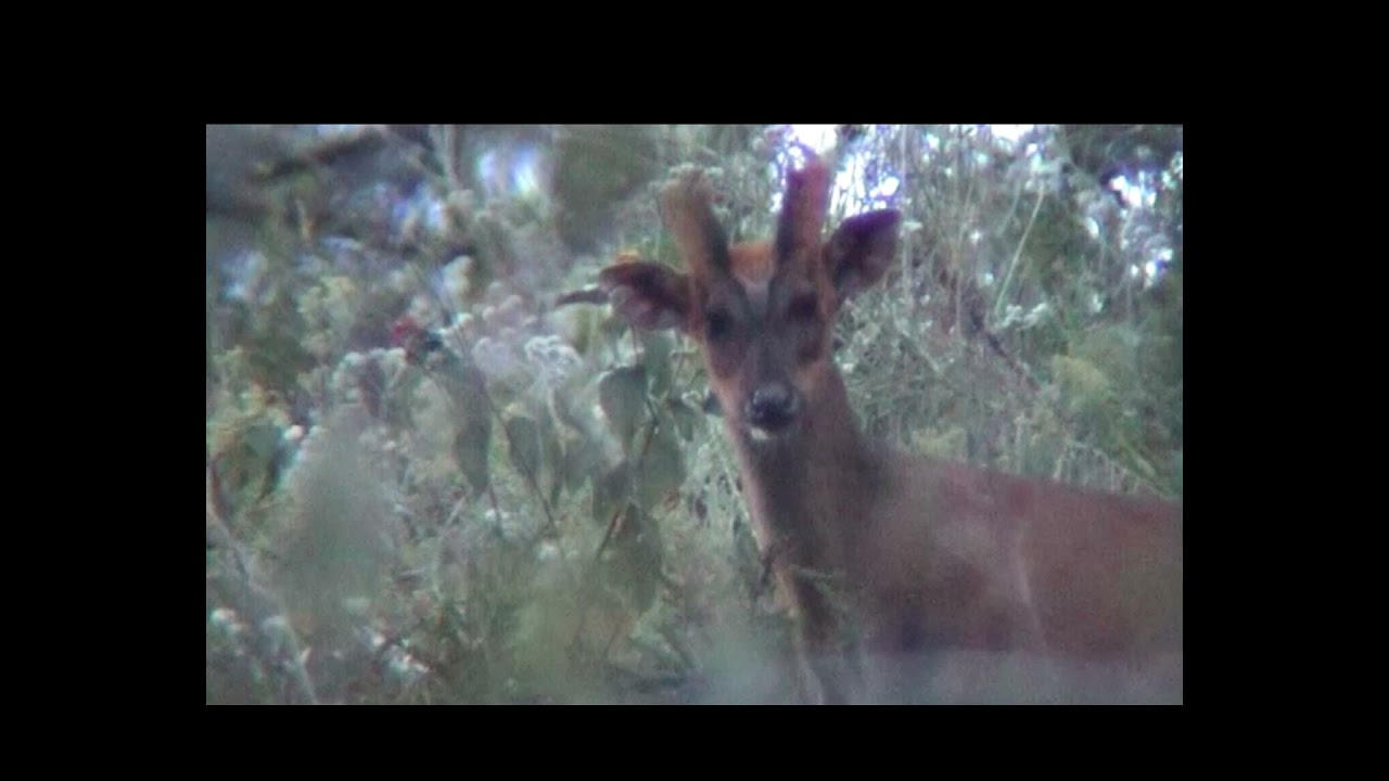 Barking ....barking deer