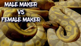 Male Maker vs. Female Maker Banana Ball Python Genetics Understanding Male Maker And Female Maker