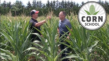 Corn School: How short plants impact yield