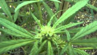 2014 outdoor medical marijuana prop 215 grow