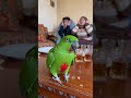 ببغاء بوبو صد ع الدار وما بغا يسكت موقف مضحك