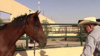 Gentling a colt before the first ride