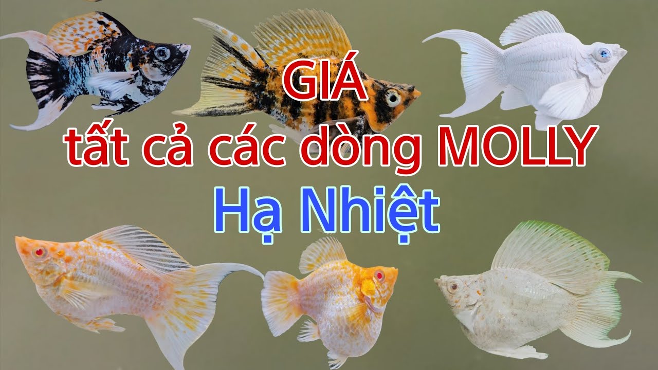 Hơn 20 mã Molly giảm đến 50%: Sakura mắt xanh, mắt đỏ - Pikachu - Tiger - Bò sữa - Chó đốm - Zebra 